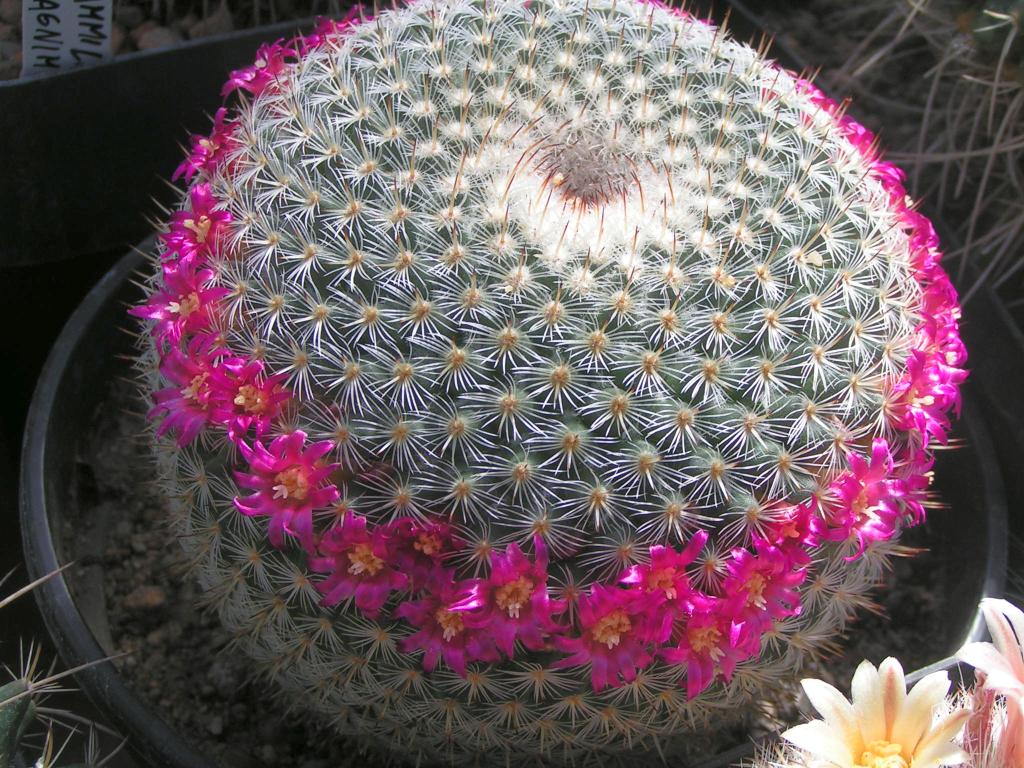 Mammillaria Elegans